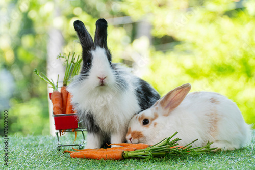 Two adorable baby rabbit bunny eating fresh orange carrot sitting together on green grass over bokeh nature background. Little rabbit furry bunny eat fresh carrot. Easter animals family bunny concept.