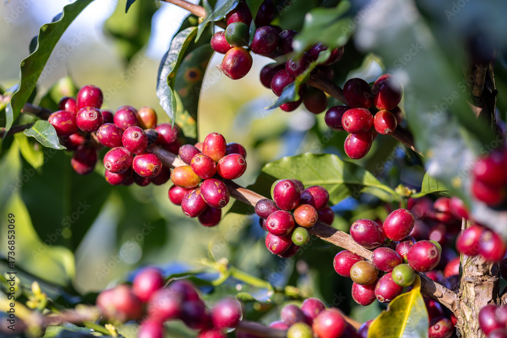 Obraz premium Coffee plant fruit red berry branch in coffee farm with fresh red and green coffee beans harvesting in mountain plantation, coffee beans trees agriculture and drinking beverages inndustry business.