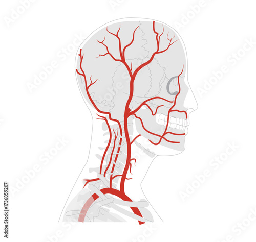 Human head arteries medical diagram, external carotid system branching, vessels, anatomical illustration, science education reference