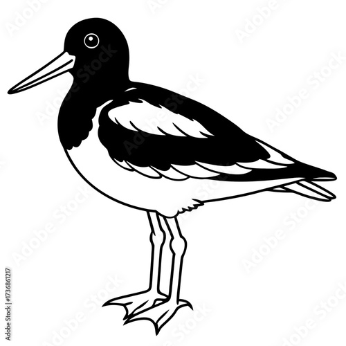 Simple Line Art Vector of Eurasian Oystercatcher Bird, White Background