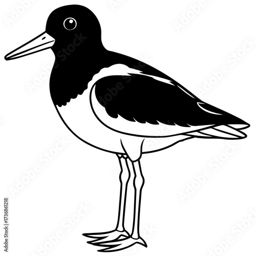 Simple Line Art Vector of Eurasian Oystercatcher Bird, White Background