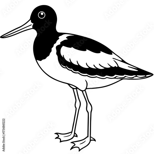 Simple Line Art Vector of Eurasian Oystercatcher Bird, White Background