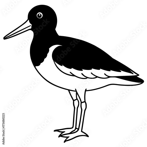 Simple Line Art Vector of Eurasian Oystercatcher Bird, White Background