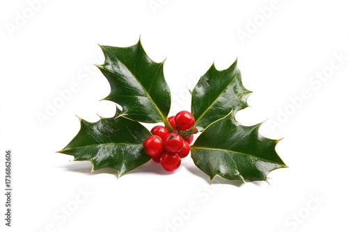 Close-up of glossy, green holly leaves with red berries against a bright white backdrop