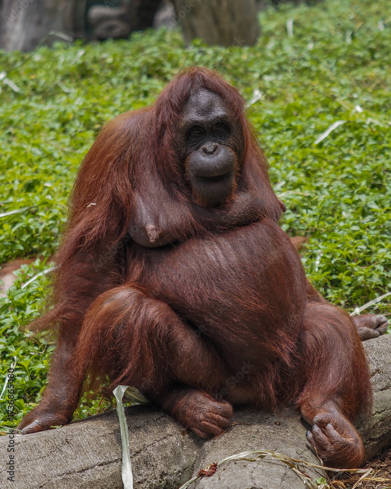 Naklejka premium Borneo orangutan 
