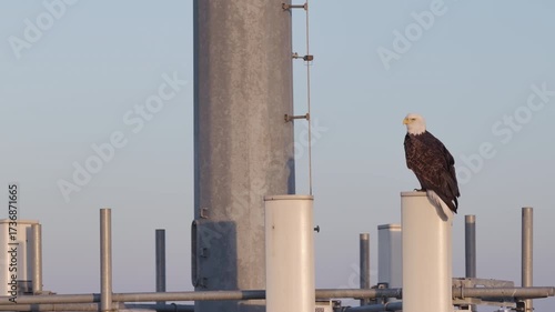 Bald eagle sitting on the top of cellular tower. Aerial orbital drone view 