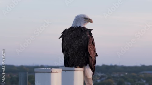 Bald eagle sitting on the top of cellular tower. Aerial drone view at sunset
