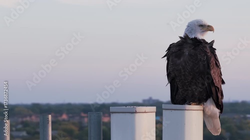 Zoom shot of bald eagle sitting on the top of cellular tower. Aerial drone view at sunset
