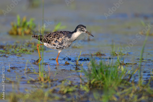 Wallpaper Mural Kampfläufer Calidris pugnax ruff Torontodigital.ca