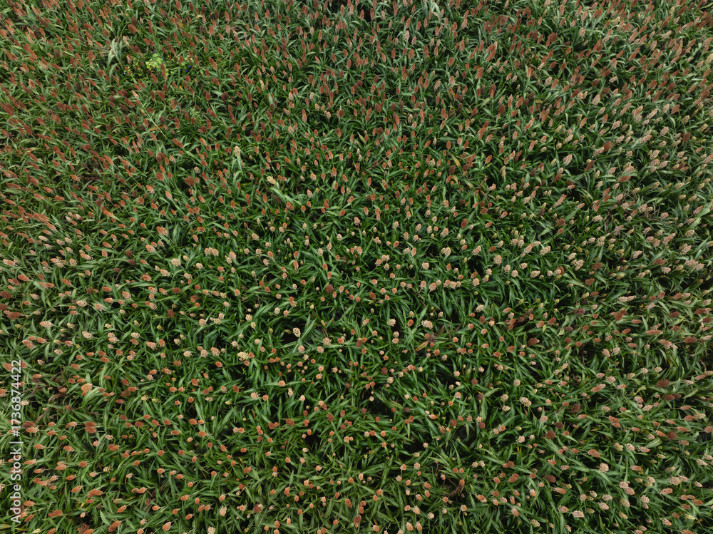 Fototapeta premium Sorghum crops in the autumn farm