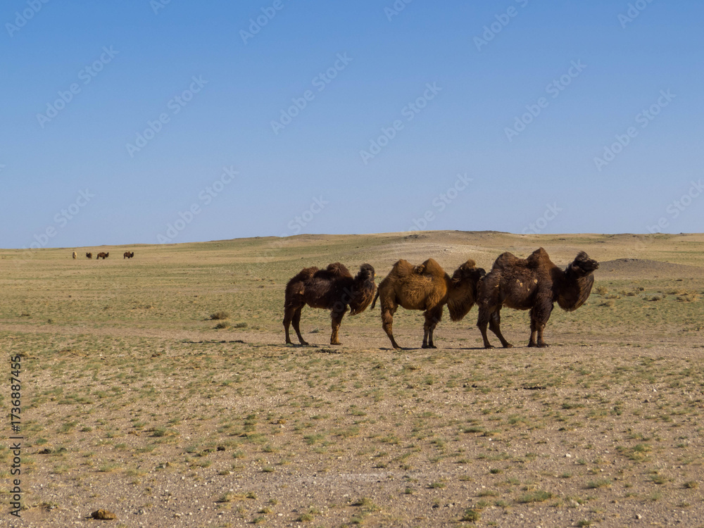 Fototapeta premium Mongolian Camels
