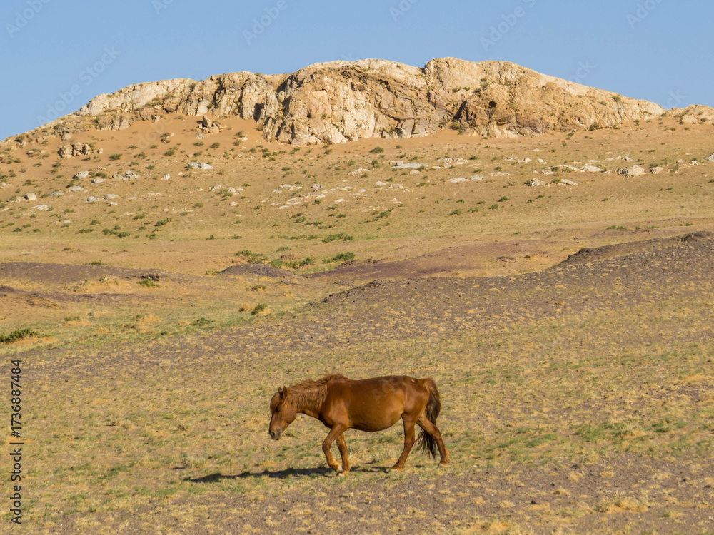 Naklejka premium Mongolian Horse