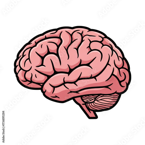 Human Brain Anatomy Illustration. Mind Intelligence Concept. Medical Educational Clipart. Cerebral Organ. Neurology Healthcare. Realistic Graphic on Transparent BG