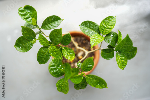 サンユウカ　（三友花）の鉢植え