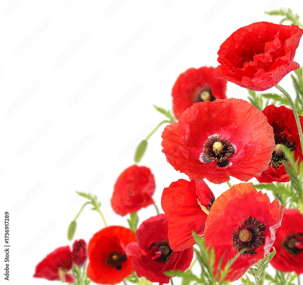 Fototapeta premium Bright red poppy flowers on white background