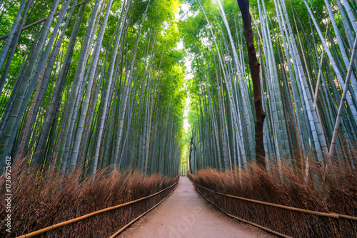 Bamboo forest in Arashiyama near Kyoto.Japan