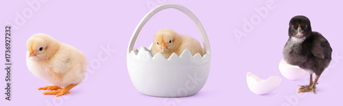 Set of cute chicks on lilac...
