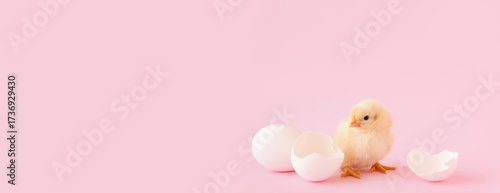 Cute little chick and egg s...