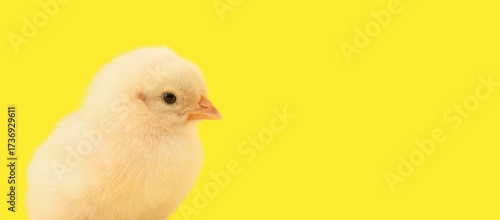 Cute little chick on yellow...