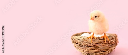 Nest with eggs and cute lit...