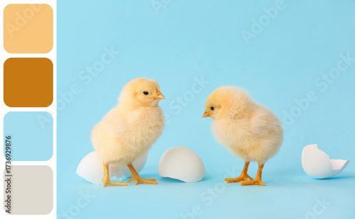 Cute hatched chicks on colo...
