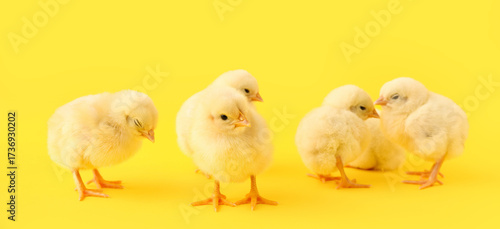 Cute little chicks on yello...