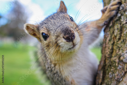 Wallpaper Mural Squirrel close-up holding onto a tree and looking at the camera Torontodigital.ca