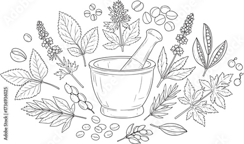 Hand-Drawn Vector Art of Natural Medicine and Plants