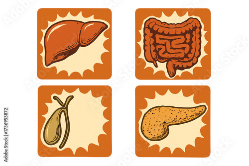 Human digestive system organs set. Liver, intestine, gallbladder, pancreas icons. Retro vector illustration for anatomy, biology, medical education. Vintage health care concept.
