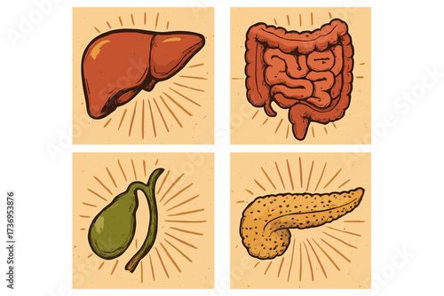 Set of human internal organs in retro style. Liver, intestine, gallbladder, pancreas. Vector illustration for anatomy, biology, medical, health, digestive system concepts.