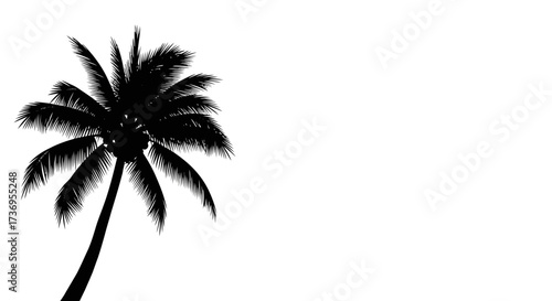 Dramatic silhouette of a solitary palm tree against a plain white backdrop