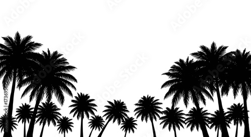 Palm tree silhouettes bordering top and bottom edges of white canvas