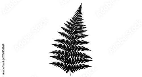 Silhouette of a single fern frond against a stark white background