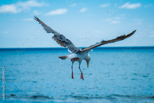 The seagull has landed