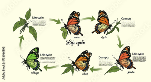 Butterfly life cycle stages illustrated on a light background.
