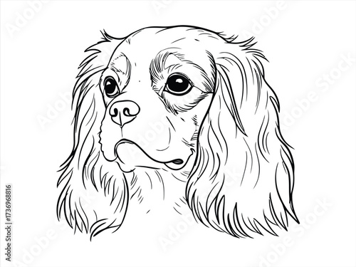 Hand-drawn line art portrait of a gentle Cavalier Spaniel, a loyal companion sketch