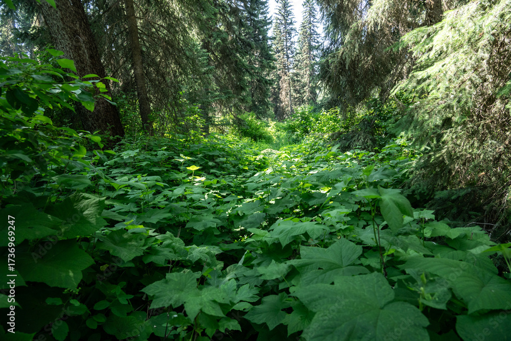 Fototapeta premium Kishenehn Trail Disappears Into Thick Thimbleberry Growth In The North West Corner Of Glacier