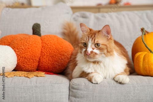 Ginger and white cat relaxi...