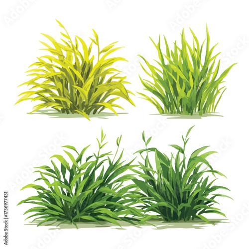 Detailed illustration of bermudagrass blades and roots isolated on white background silhouette