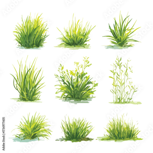 Vector illustration of bermudagrass plant silhouette isolated on white background