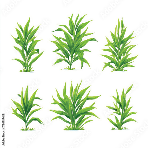 Detailed illustration of a crabgrass plant with roots and leaves isolated on a clean white background silhouette isolated on white background