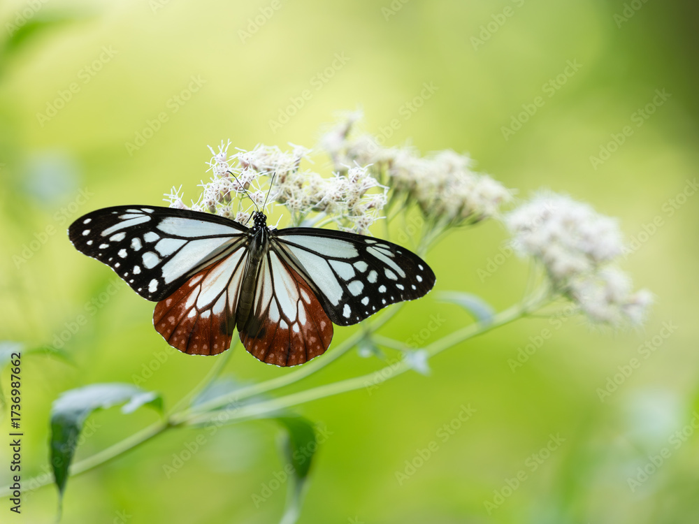 Obraz premium フジバカマとアサギマダラ 