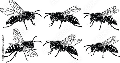 Wasp insect silhouettes, hornet vector drawings, bug outline illustrations, flying insect art, stinger bug graphics, predator wasp icons, detailed wings design, nature insects