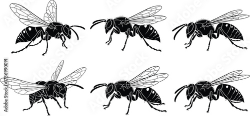 Wasp vector silhouettes, hornet insect drawings, black bug outlines, stinger insect graphics, flying wasp illustrations, detailed wings design, predator wasp icons, insect art
