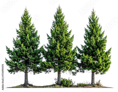 Three evergreen trees against a black background