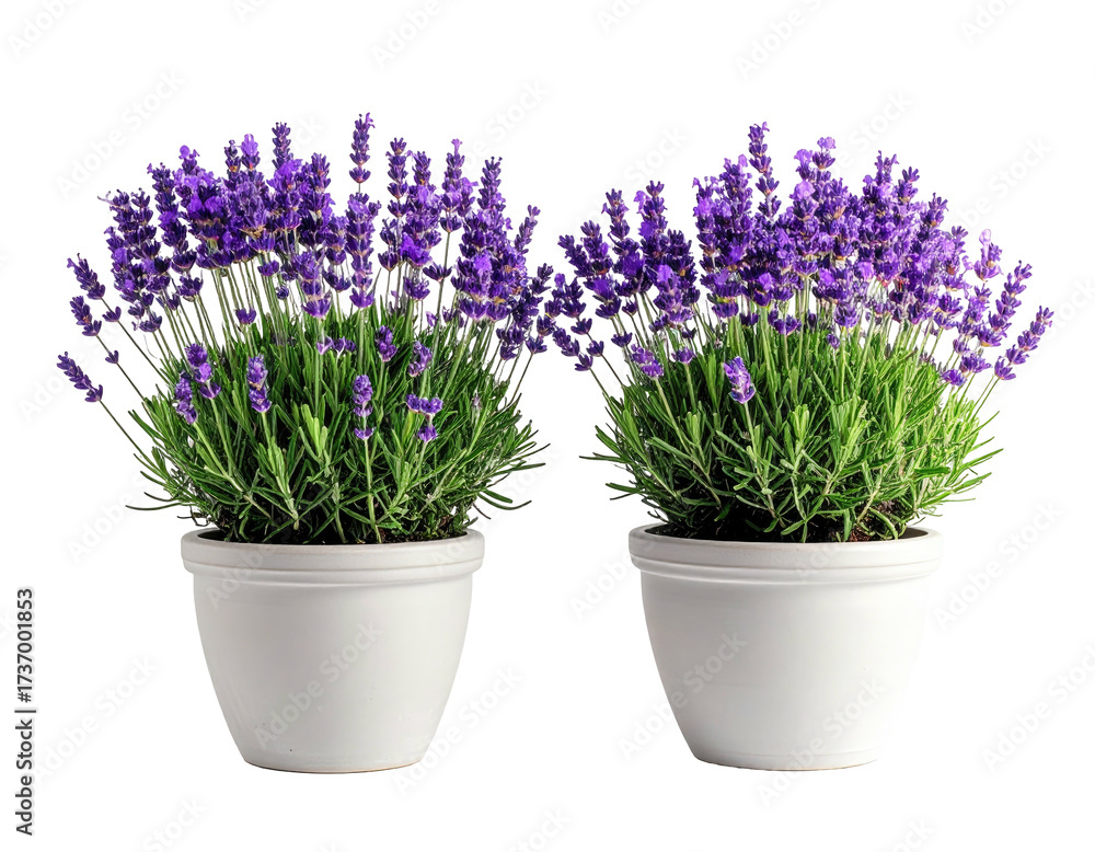 Obraz premium Two lavender plants in white pots (1)
