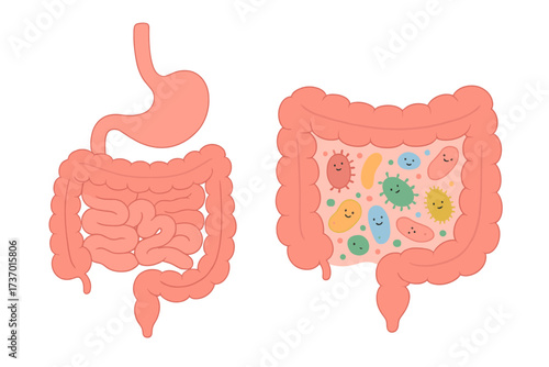 Healthy gut flora concept vector illustration. Good intestine microbiome with beneficial bacteria. Digestive system, gastrointestinal tract, and stomach anatomy cartoon design.