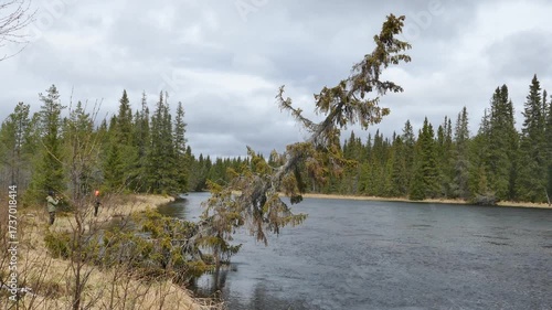 Windy forest river scene with a leaning pine tree bending over the water, ripples forming on the surface, and dark clouds above the evergreen forest. Dramatic and natural outdoor landscape.
