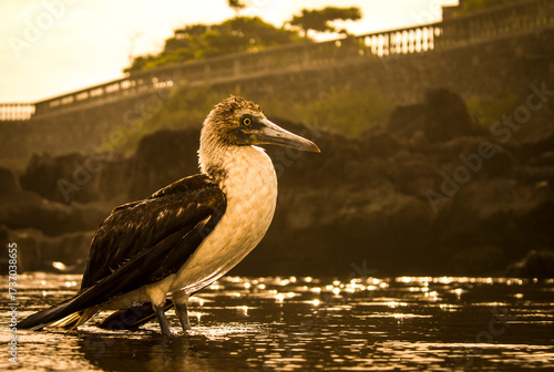 Pacific ocean bird 