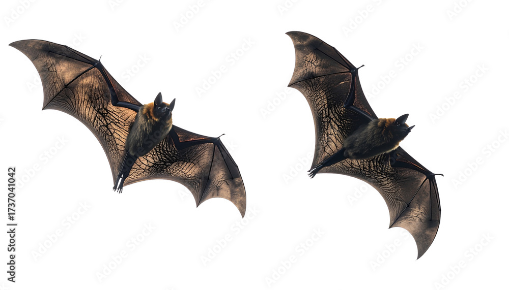 Fototapeta premium Pair of flying bat shadow designs isolated on transparent background